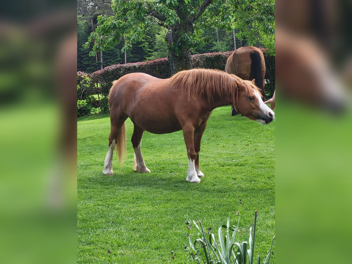 Kuc walijski sekcji A Klacz 10 lat 118 cm Kasztanowata in Simmersfeld