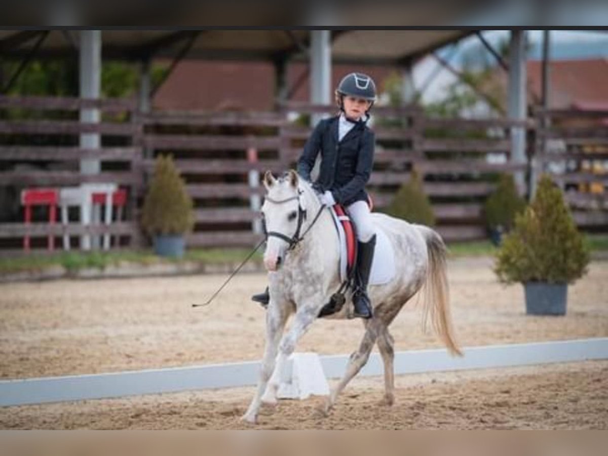 Kuc walijski sekcji A Klacz 10 lat 135 cm Siwa in Mladá Boleslav