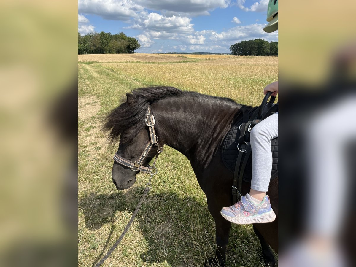 Kuc walijski sekcji A Mix Klacz 12 lat 110 cm Skarogniada in Bad Rodach