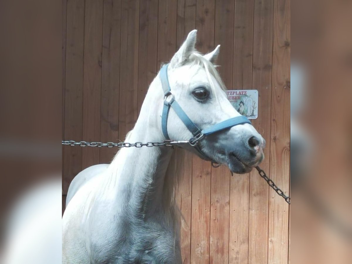 Kuc walijski sekcji A Klacz 13 lat 115 cm Siwa in Elterlein