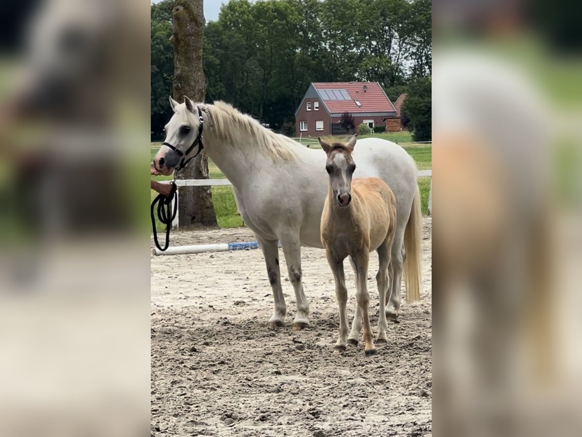 Kuc walijski sekcji A Klacz 13 lat 116 cm Siwa in Bielefeld