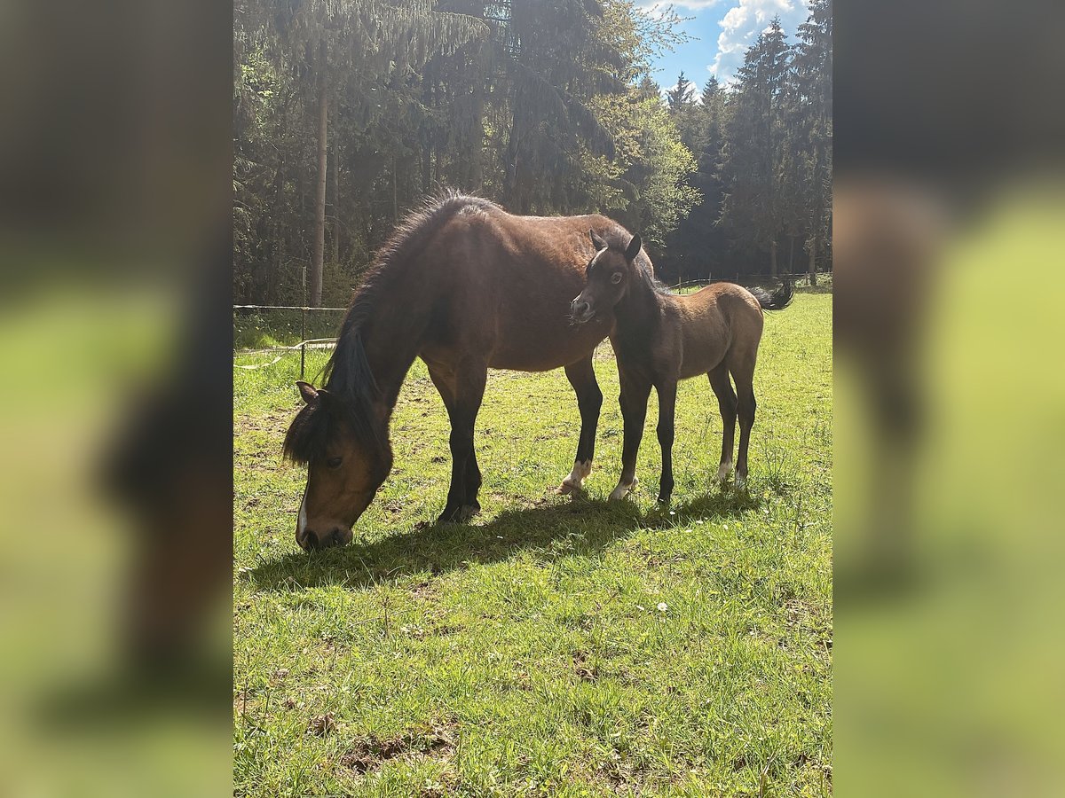 Kuc walijski sekcji A Klacz 14 lat 118 cm Gniada in Hellenthal