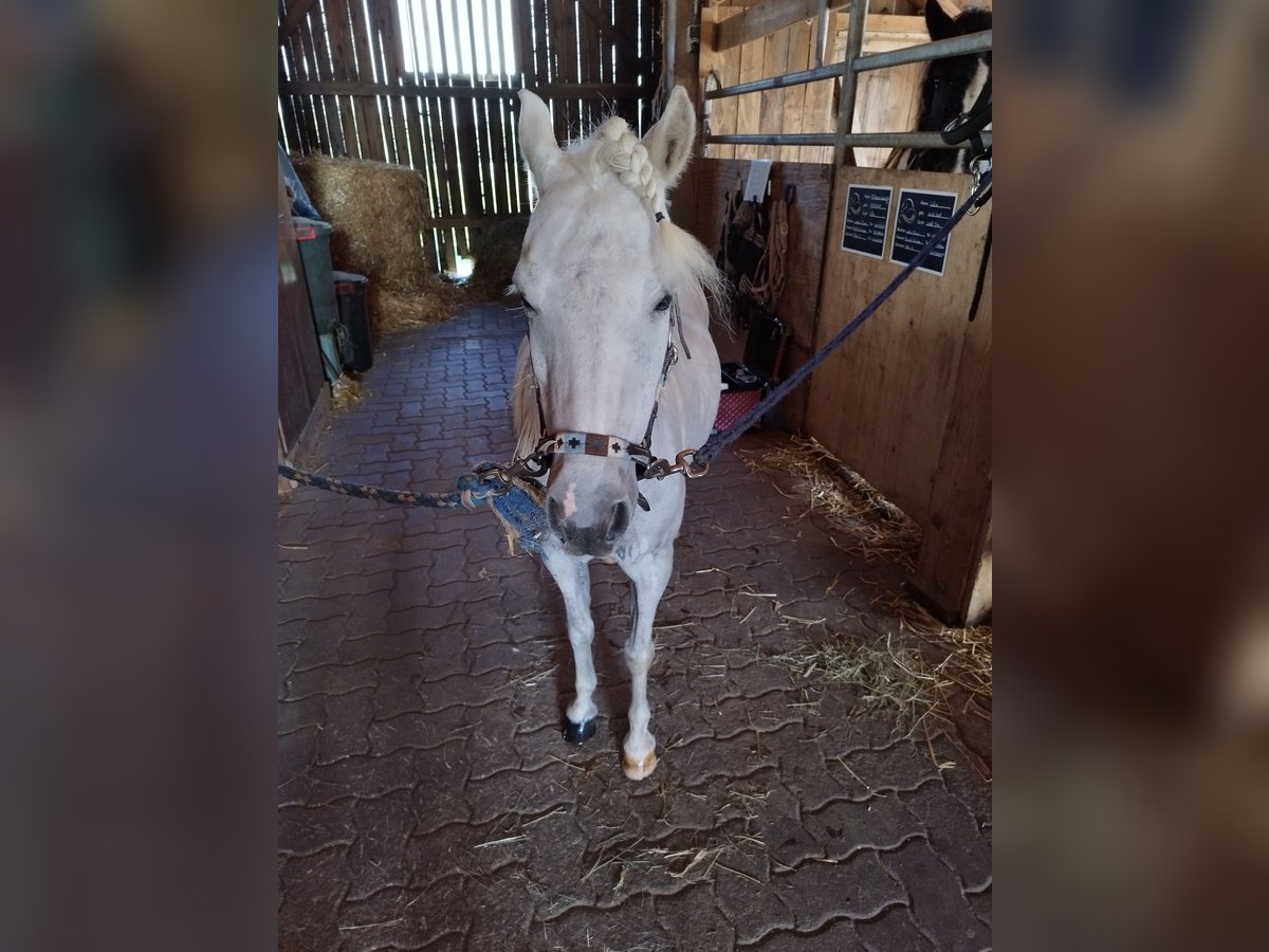 Kuc walijski sekcji A Mix Klacz 16 lat 110 cm Siwa in St.Georgen