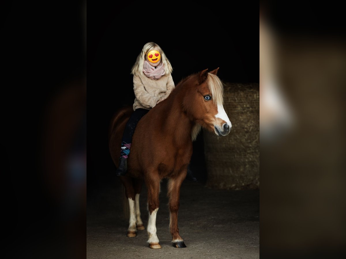 Kuc walijski sekcji A Klacz 16 lat 119 cm Kasztanowata in Lindlar