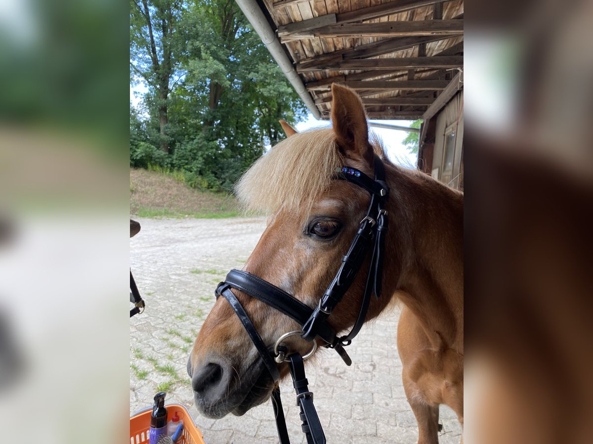 Kuc walijski sekcji A Mix Klacz 22 lat 110 cm Kasztanowata in Winsen (Aller)