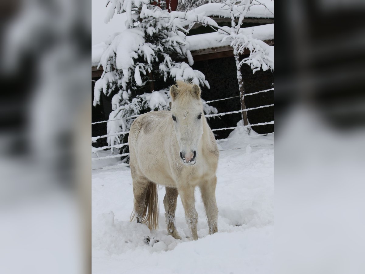 Kuc walijski sekcji A Mix Klacz 28 lat 125 cm Siwa in Ellzee