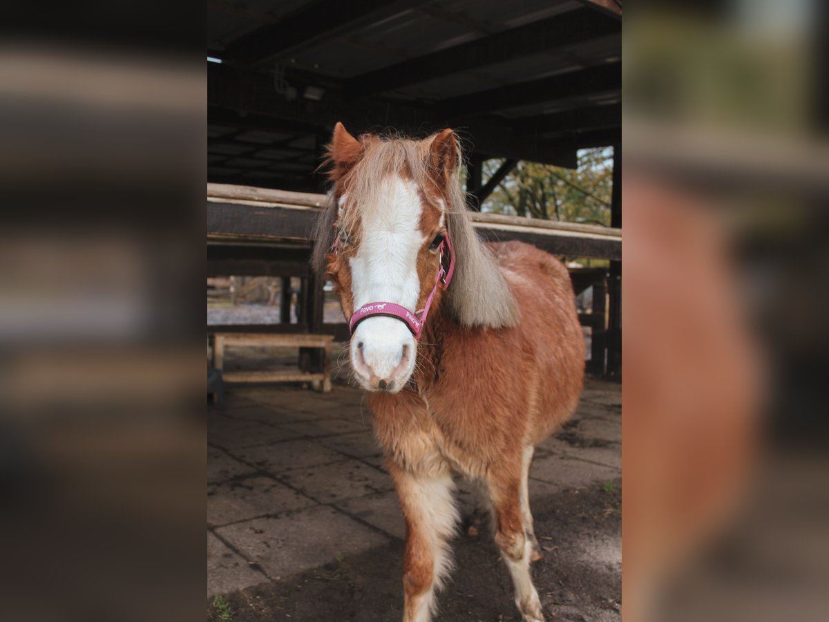 Kuc walijski sekcji A Klacz 2 lat 112 cm Kasztanowata in Norderstedt