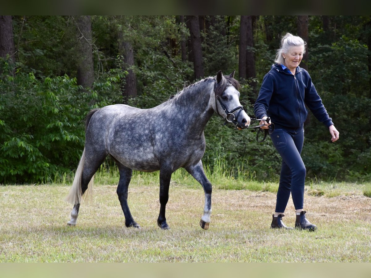 Kuc walijski sekcji A Mix Klacz 3 lat 118 cm Siwa jabłkowita in G&#xF6;ttin