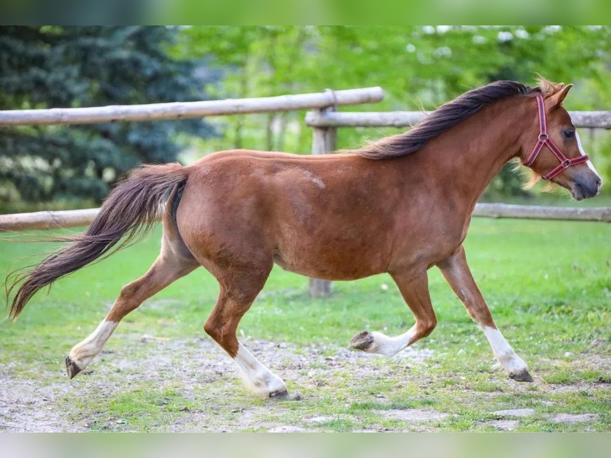 Kuc walijski sekcji A Klacz 4 lat 115 cm Kasztanowata in OPOCZNO