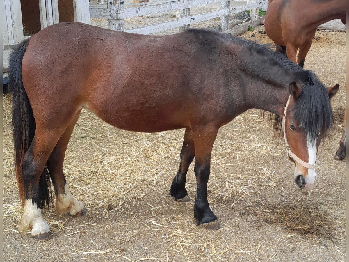 Kuc walijski sekcji A Klacz 4 lat 120 cm Gniada in Hermagor