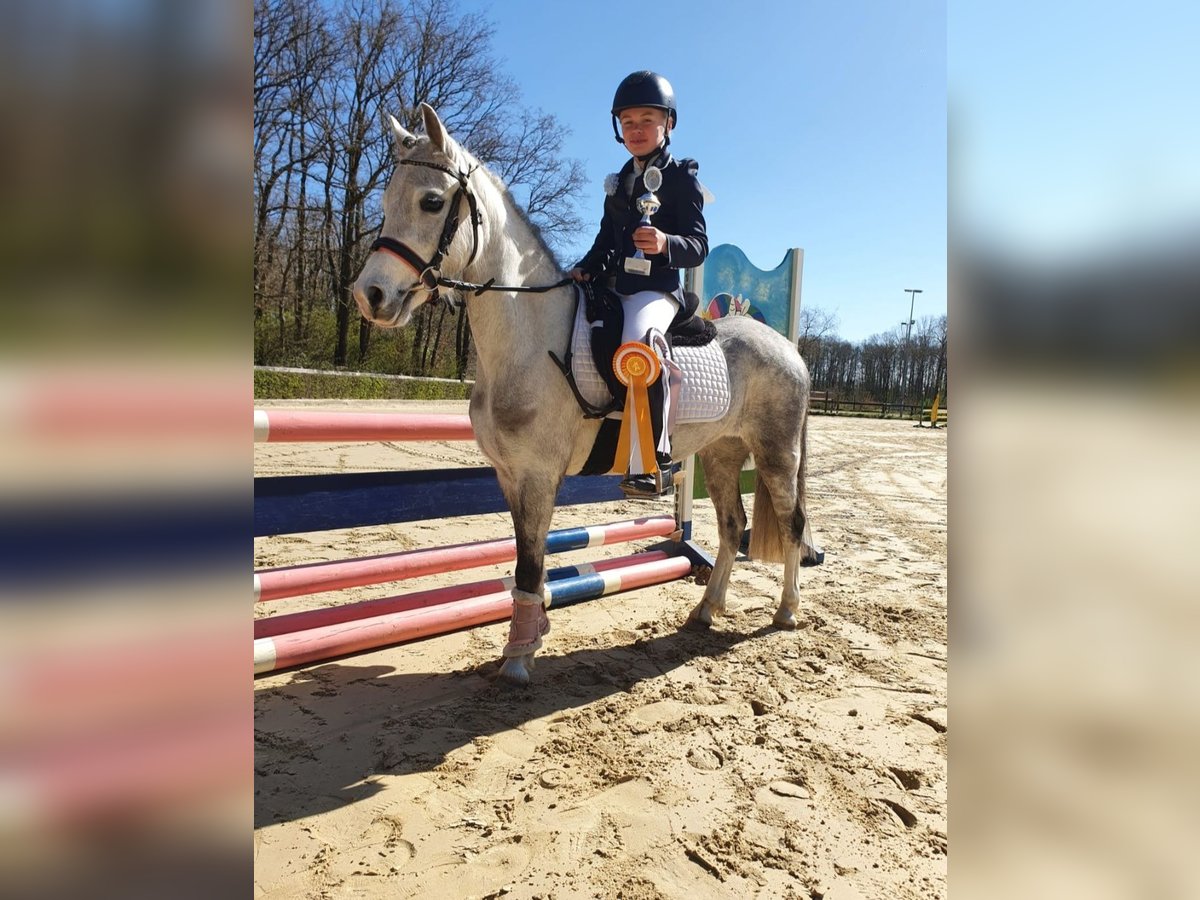 Kuc walijski sekcji A Klacz 5 lat 126 cm Siwa in Stadtlohn