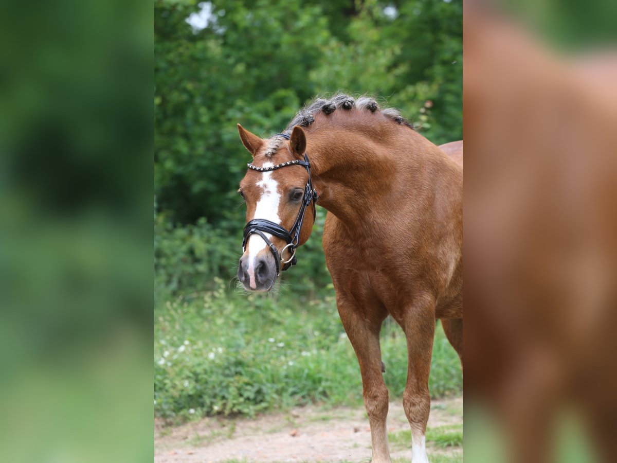 Kuc walijski sekcji A Klacz 5 lat 133 cm Kasztanowata in Heemskerk