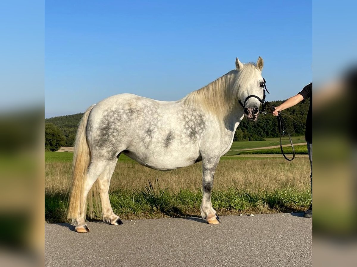 Kuc walijski sekcji A Mix Klacz 6 lat 114 cm Siwa in Deuerling