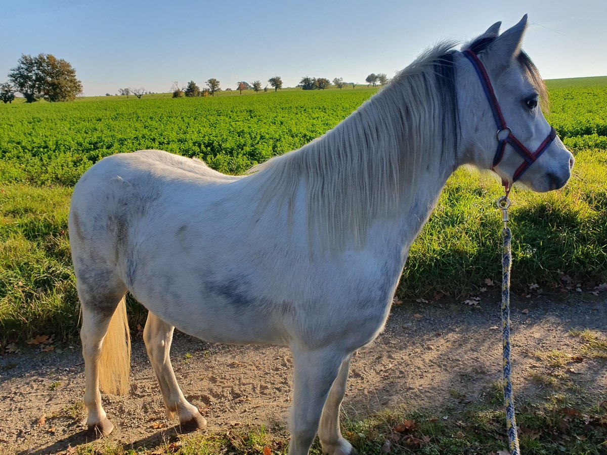 Kuc walijski sekcji A Mix Klacz 8 lat 117 cm Siwa in Eilenburg