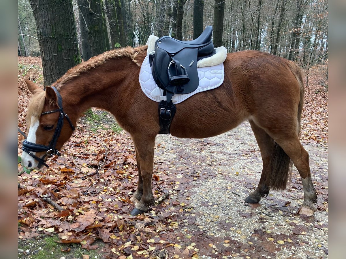 Kuc walijski sekcji A Klacz 8 lat 120 cm Kasztanowata in Erichem