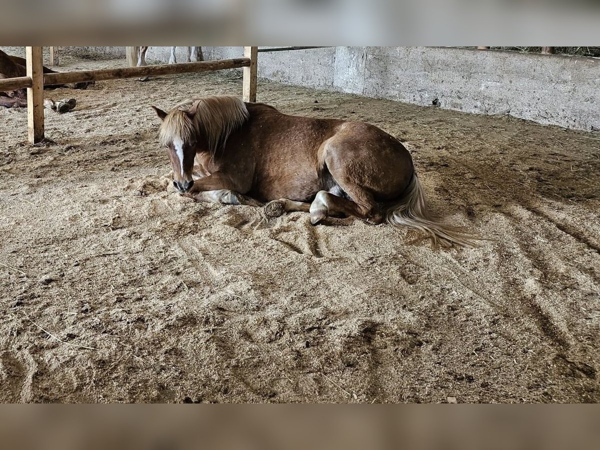 Kuc walijski sekcji A Klacz 8 lat 123 cm Kasztanowata in Altenburg