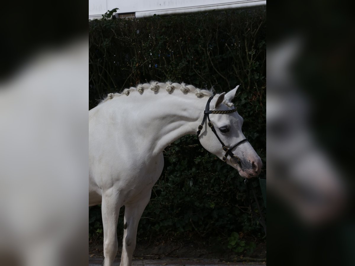 Kuc walijski sekcji A Klacz 9 lat 125 cm Siwa in Heemskerk