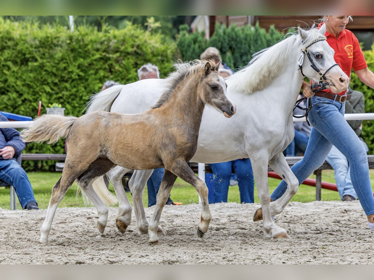 Kuc walijski sekcji A Klacz Źrebak (04/2025) 118 cm Siwa in Weener