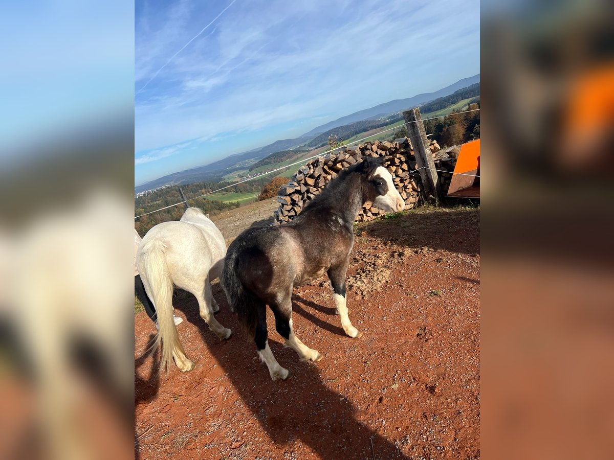 Kuc walijski sekcji A Ogier 1 Rok 120 cm Siwa in Ohnerstorf