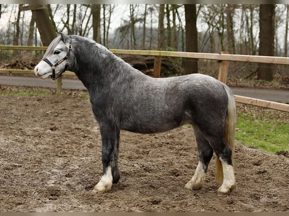 Kuc walijski sekcji A Ogier 3 lat 122 cm Siwa in Aalten