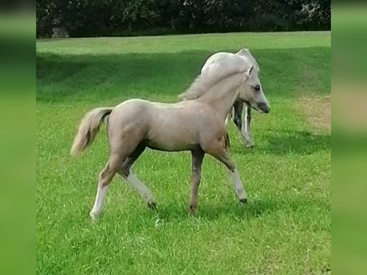 Kuc walijski sekcji A Ogier Źrebak (05/2024) 120 cm in Ennigerloh