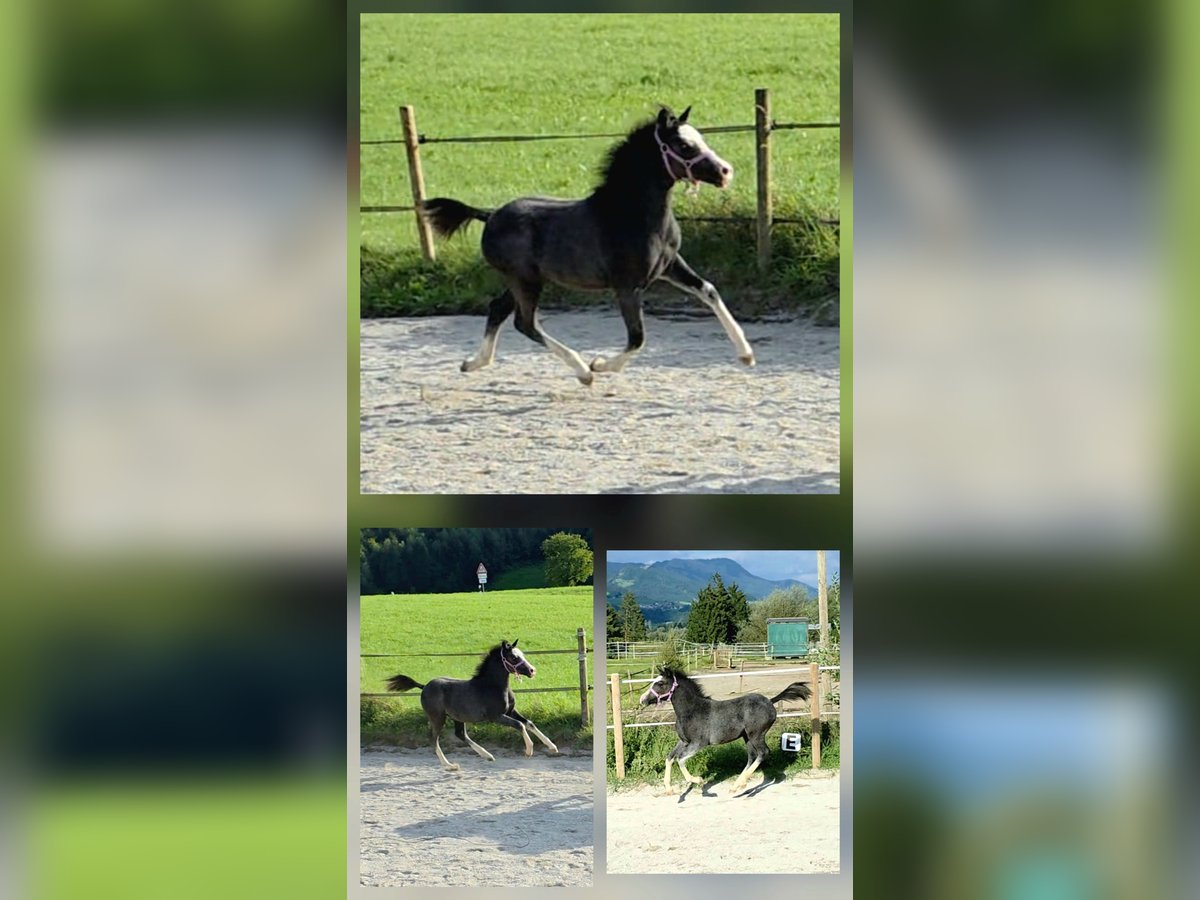 Kuc walijski sekcji A Ogier Źrebak (05/2025) 120 cm Siwa in Kiefersfelden