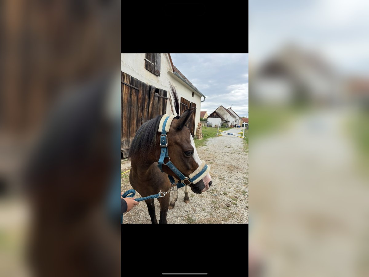 Kuc walijski sekcji A Wałach 13 lat 120 cm Ciemnogniada in InzenhofG&#xFC;ssing