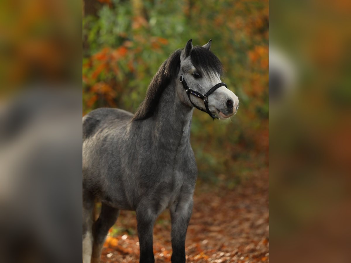 Kuc walijski sekcji A Wałach 2 lat 118 cm Siwa in Aalten