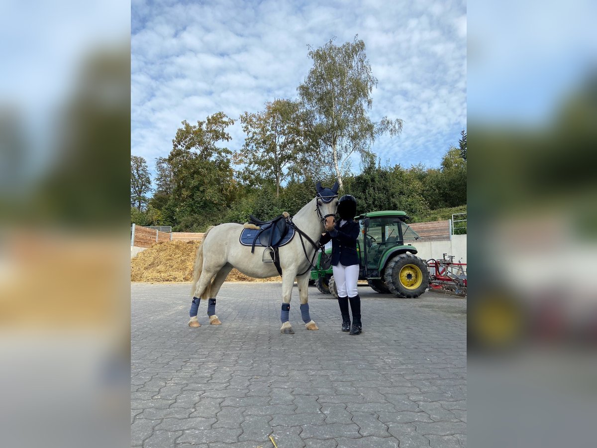 Kuc walijski sekcji A Wałach 17 lat 127 cm Siwa in Bendorf