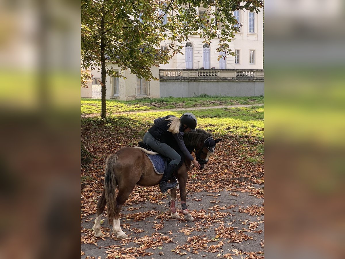 Kuc walijski sekcji A Wałach 4 lat 122 cm Kasztanowata in Trier