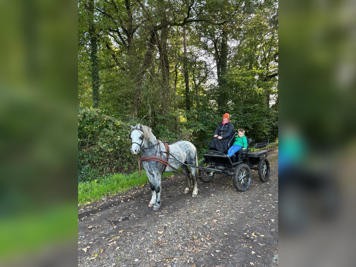 Kuc walijski sekcji A Wałach 4 lat 125 cm Siwa jabłkowita in Tecklenburg