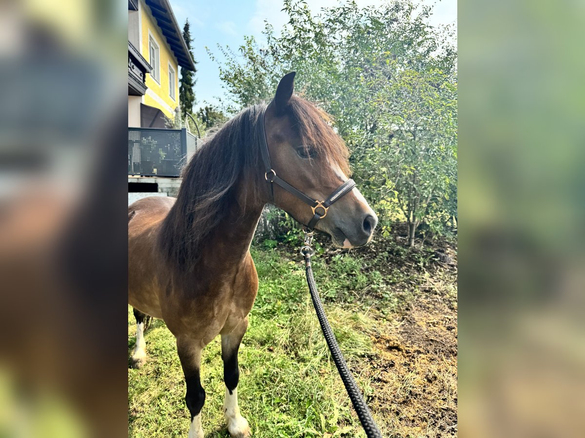 Kuc walijski sekcji A Wałach 6 lat 115 cm Gniada in Amstetten