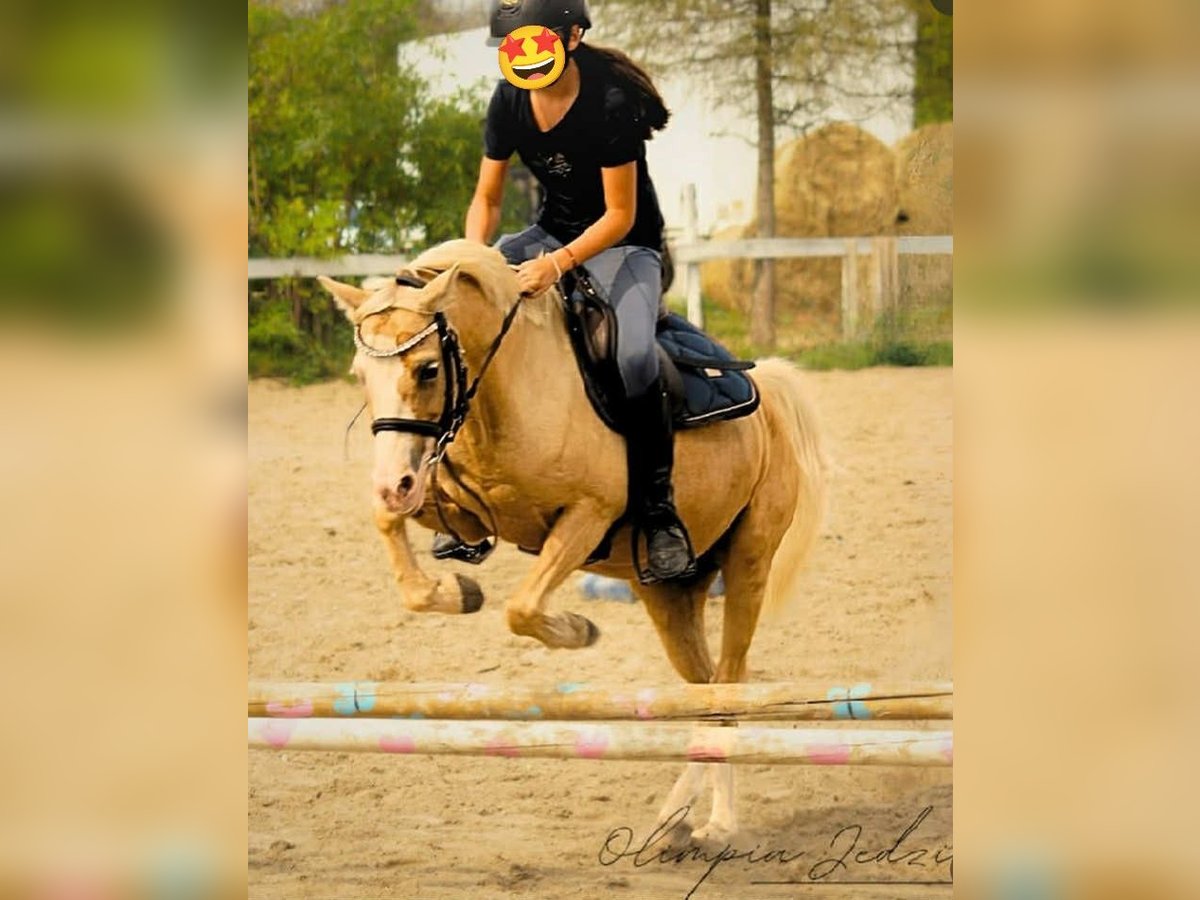 Kuc walijski sekcji B Klacz 10 lat 128 cm Izabelowata in Wroc&#x142;aw