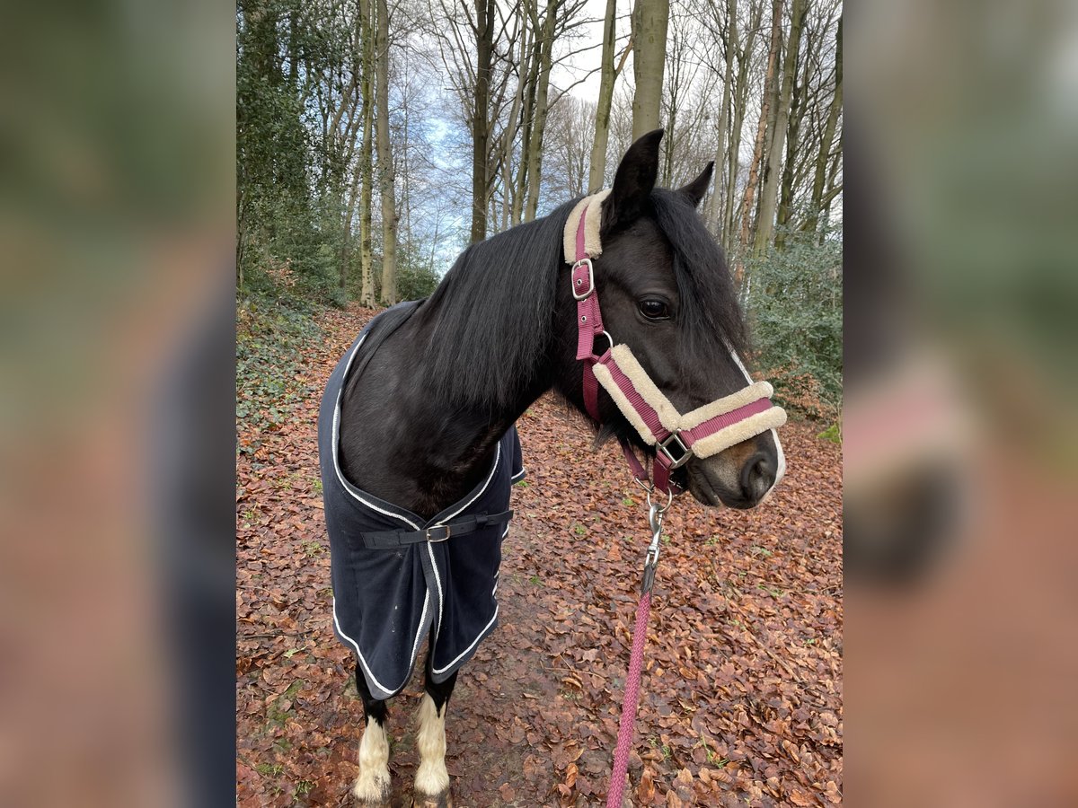 Kuc walijski sekcji B Klacz 10 lat 128 cm in Overath