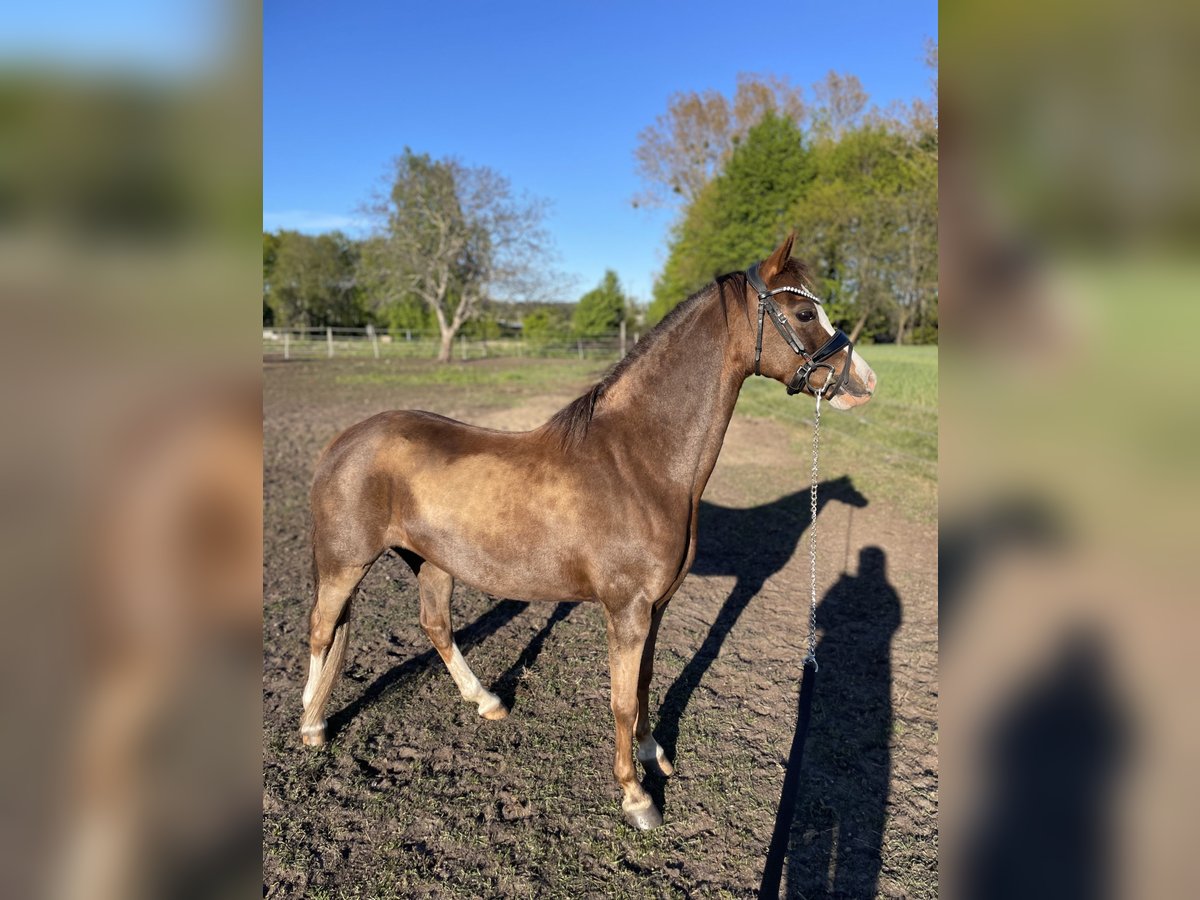 Kuc walijski sekcji B Klacz 10 lat 130 cm Ciemnokasztanowata in Rumia
