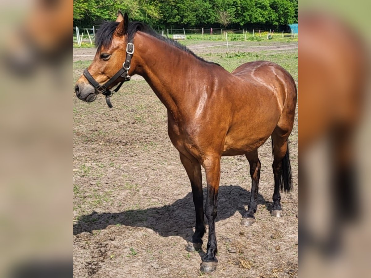 Kuc walijski sekcji B Klacz 10 lat 130 cm Gniada in Breklum