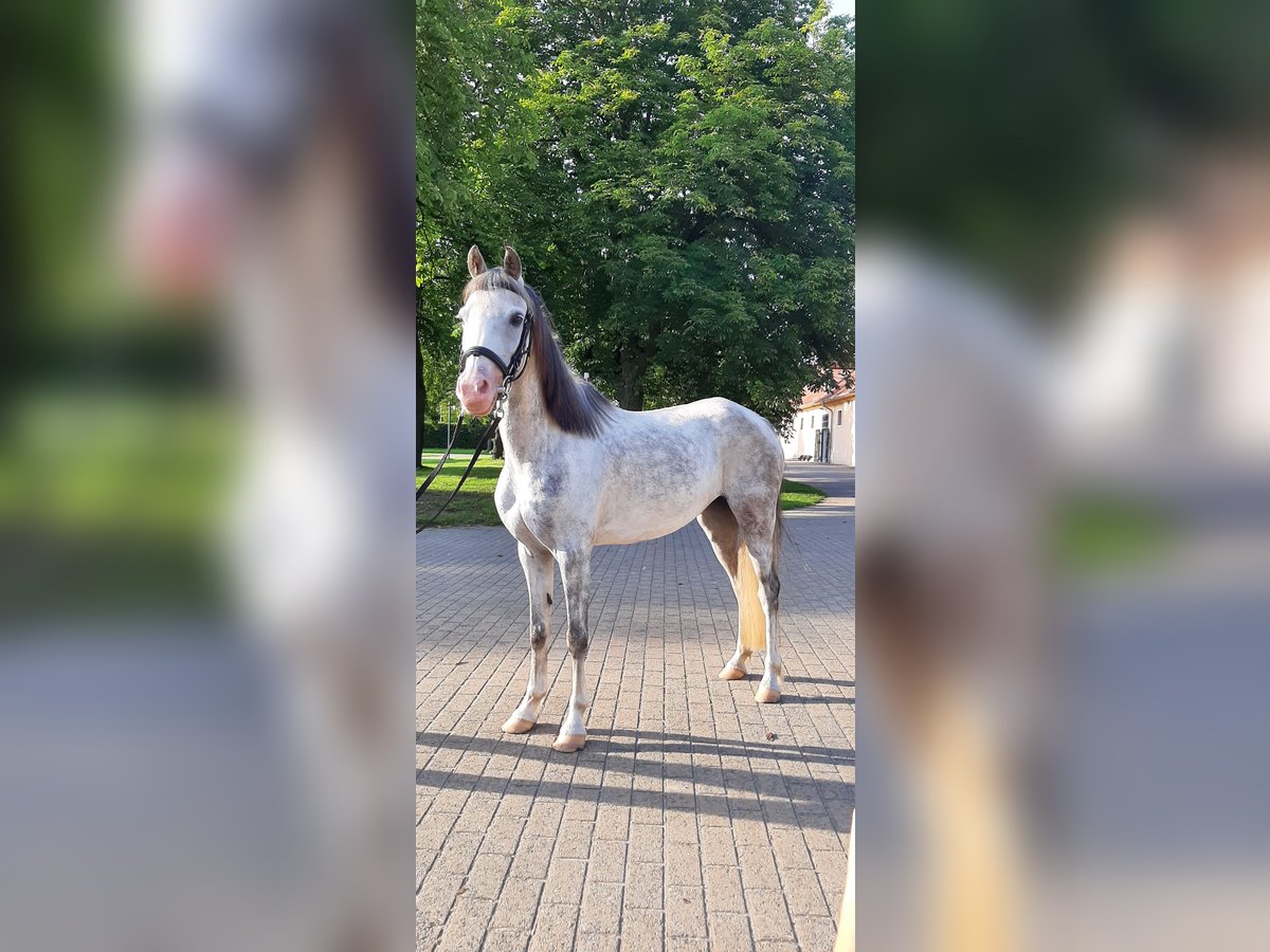 Kuc walijski sekcji B Klacz 10 lat 133 cm Siwa in St&#xFC;denitz-Sch&#xF6;nermark