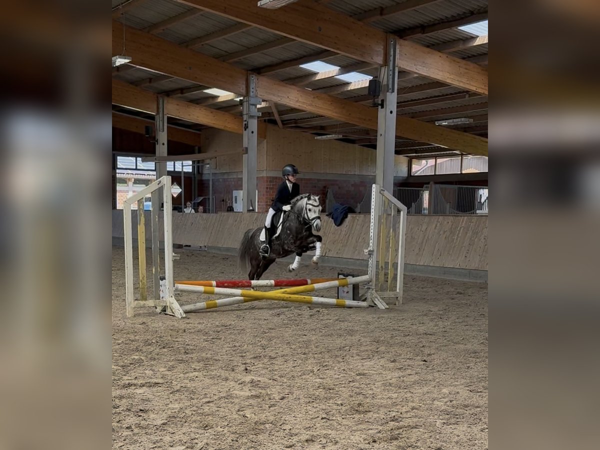 Kuc walijski sekcji B Klacz 11 lat 126 cm Siwa jabłkowita in Havixbeck