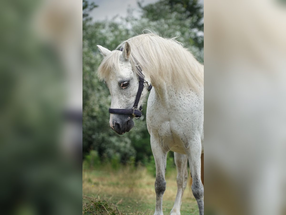 Kuc walijski sekcji B Klacz 12 lat 119 cm Siwa jabłkowita in Westerlee