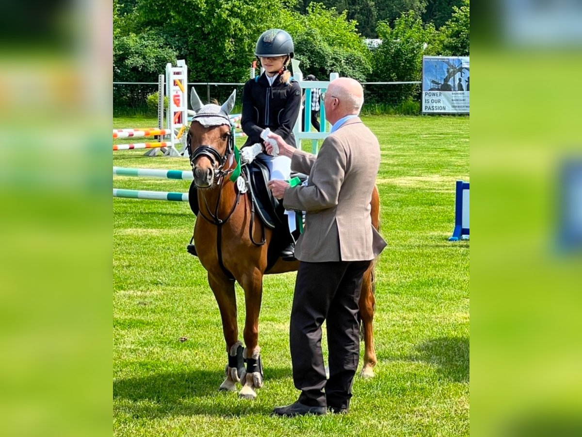 Kuc walijski sekcji B Klacz 14 lat 132 cm Ciemnokasztanowata in Kevelaer