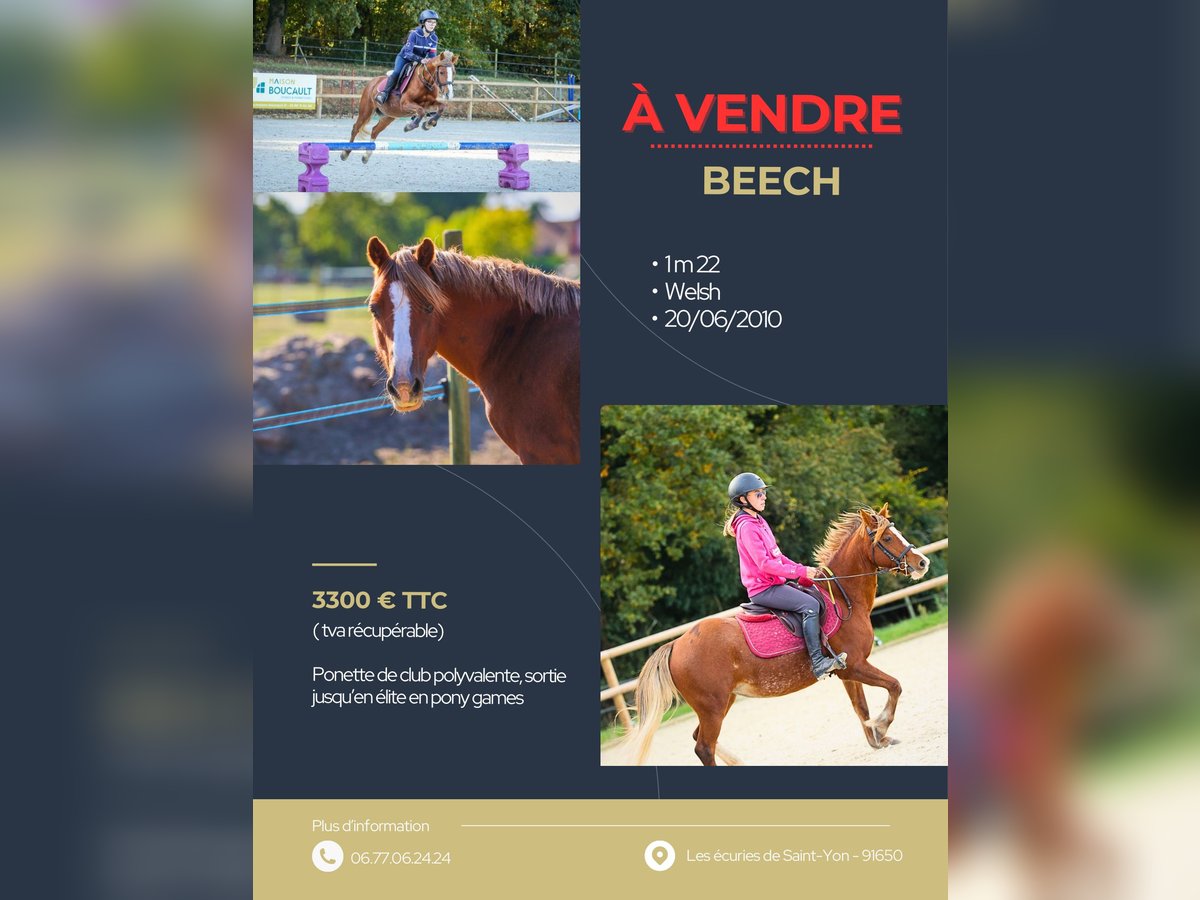 Kuc walijski sekcji B Klacz 15 lat 122 cm Kasztanowata in Breux-Jouy