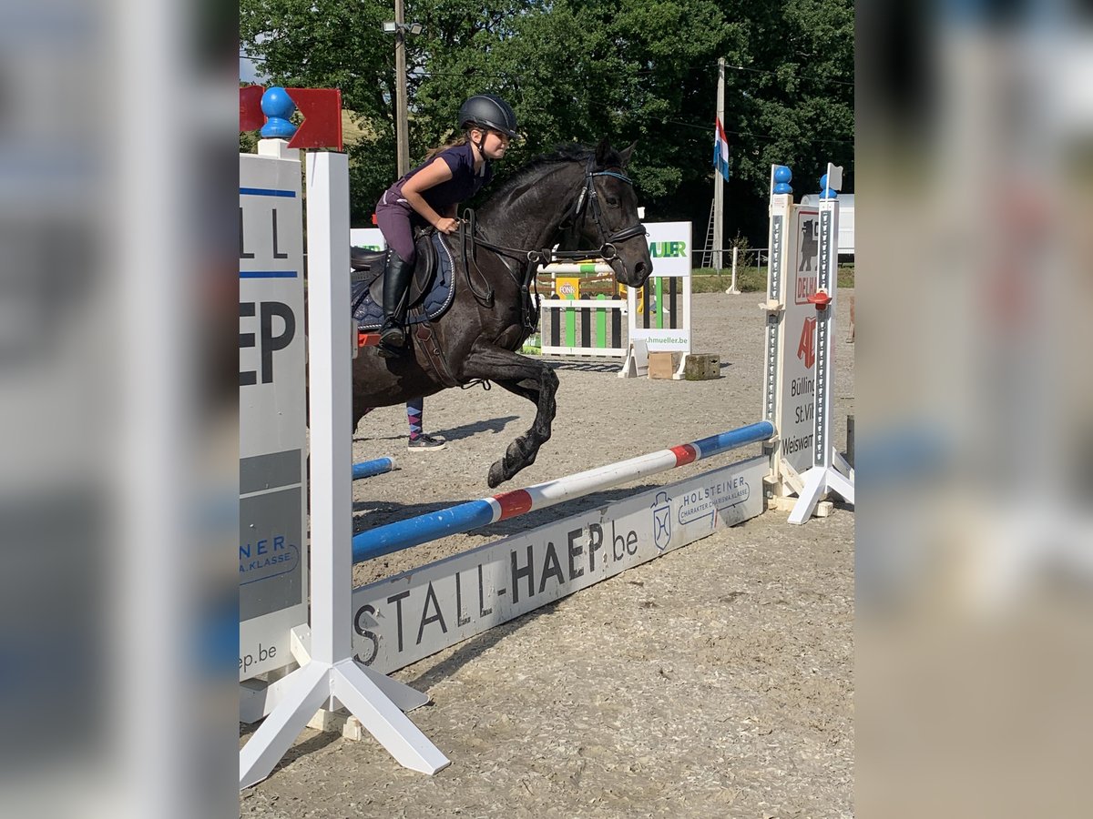 Kuc walijski sekcji B Klacz 17 lat 137 cm Gniada in Geilenkirchen