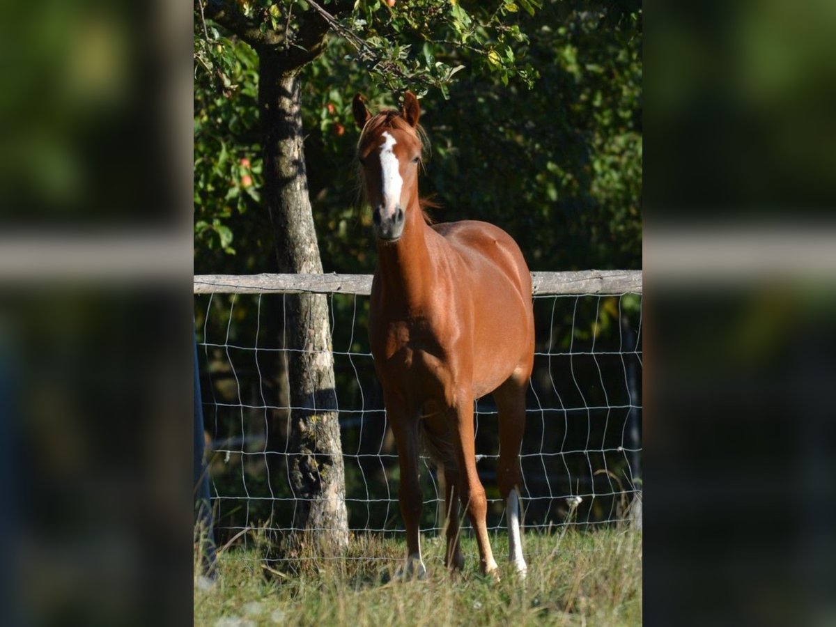 Kuc walijski sekcji B Klacz 1 Rok 134 cm Kasztanowata in Rennertshofen