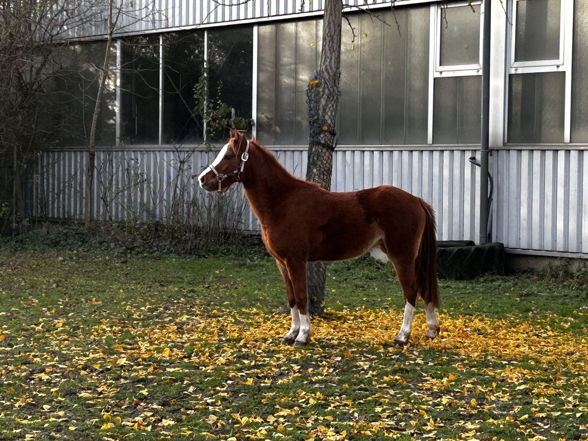 Kuc walijski sekcji B Klacz 3 lat 120 cm Kasztanowata in Niederzier