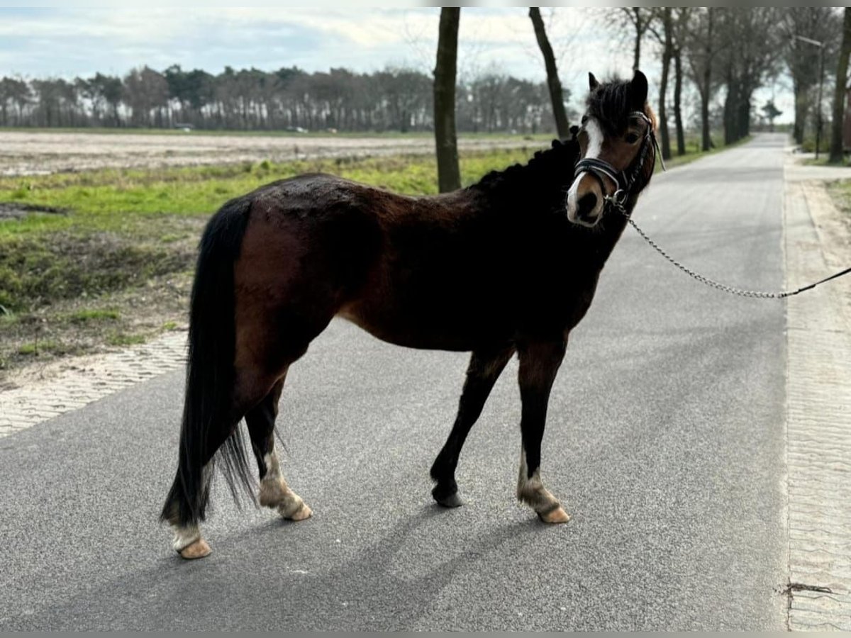 Kuc walijski sekcji B Klacz 3 lat 123 cm Gniada in Deurne