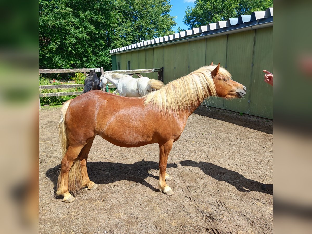 Kuc walijski sekcji B Klacz 3 lat 130 cm Kasztanowata in Kisdorf