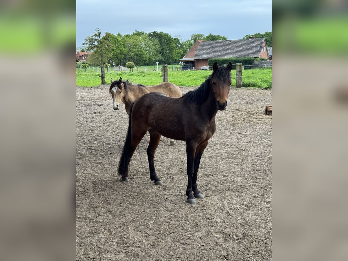 Kuc walijski sekcji B Klacz 3 lat 133 cm Gniada in EmsdettenEmsdetten