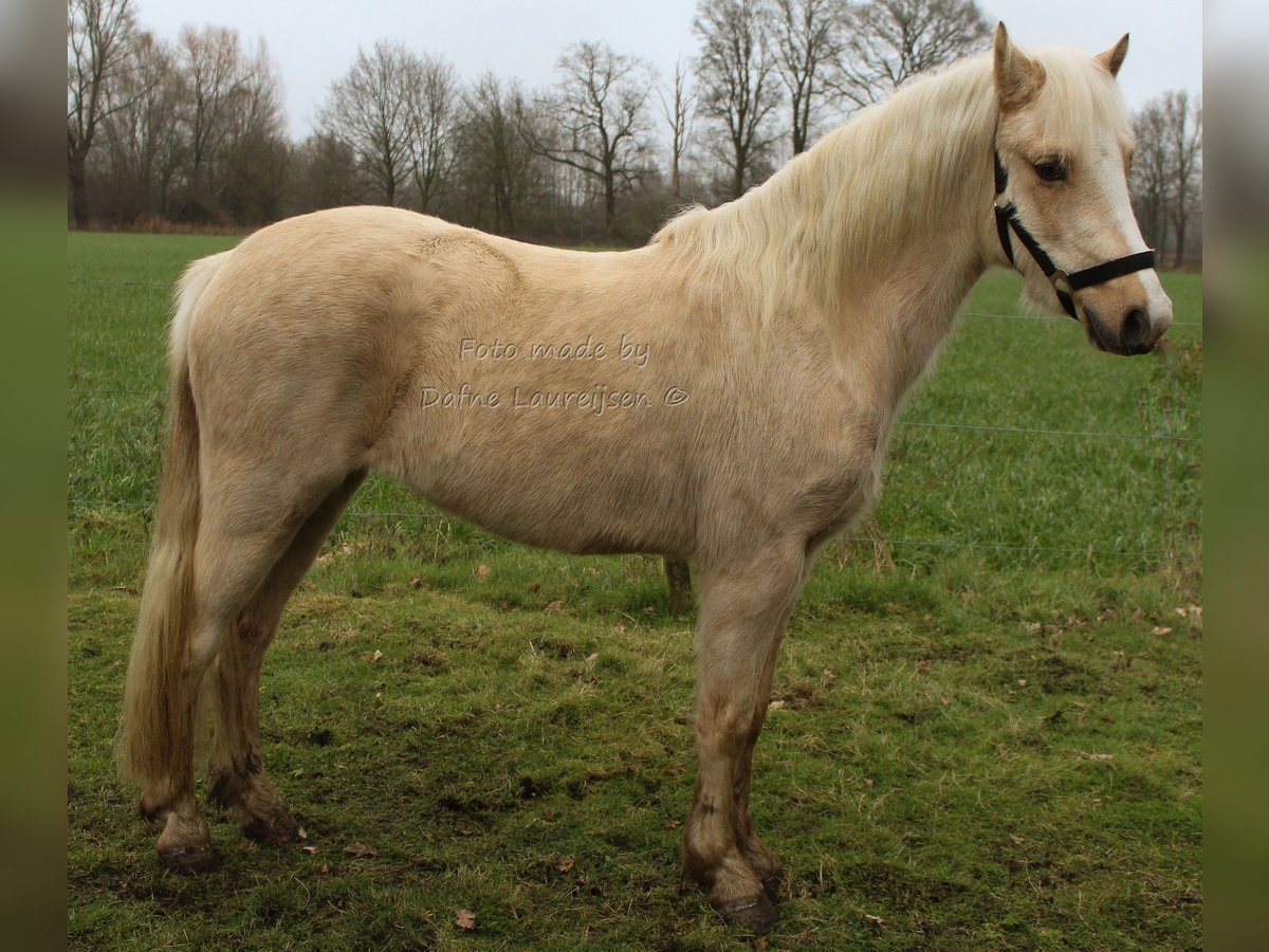 Kuc walijski sekcji B Klacz 3 lat Izabelowata in Boxtel