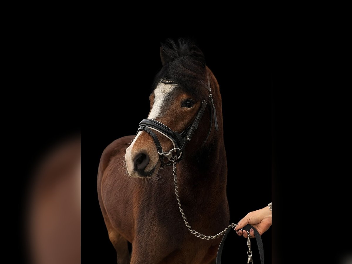 Kuc walijski sekcji B Klacz 4 lat 121 cm Gniada in Helmond