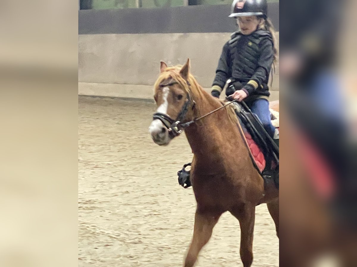 Kuc walijski sekcji B Klacz 4 lat 127 cm Kasztanowata in Nijverdal